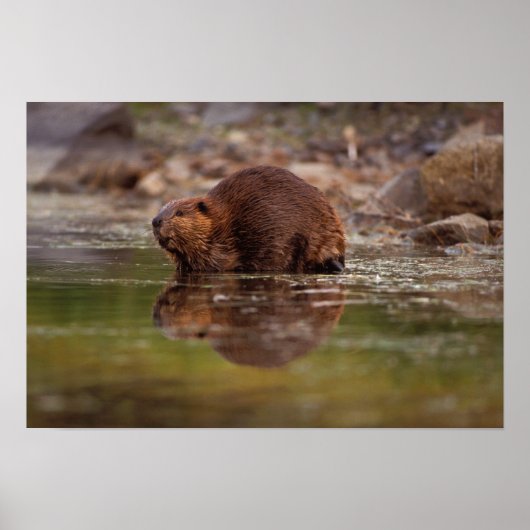 beaver, Castor canadensis, gaat naar een zwemtocht Poster (Voorkant)