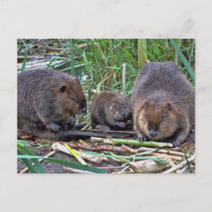 Beaver-familie Briefkaart