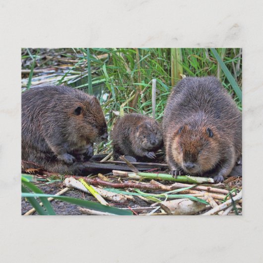 Beaver-familie Briefkaart (Voorkant)