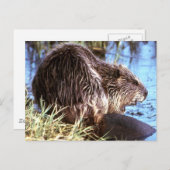 Beaver-foto Briefkaart (Voorkant / Achterkant)