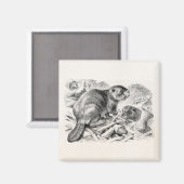  Beaver Illustration Retro Beavers and Dam Magneet (Voorkant / Achterkant)