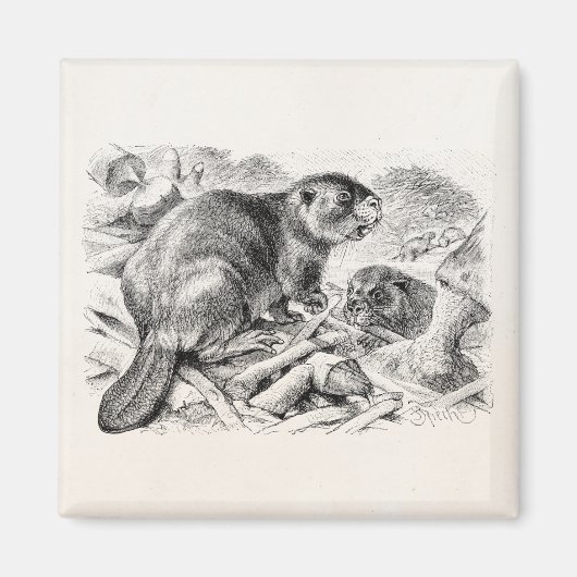  Beaver Illustration Retro Beavers and Dam Magneet (Voorkant)