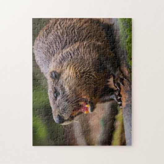 Beaver Jigsaw Puzzles (Vertical)