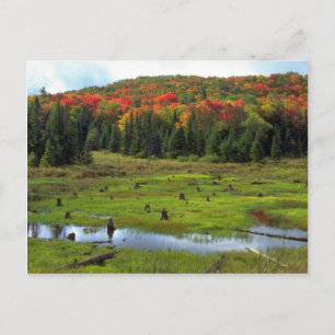 Beaver Meadow en hardwood forest, Quebec, Canada Briefkaart