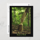 Beaver op het werk briefkaart (Voorkant / Achterkant)