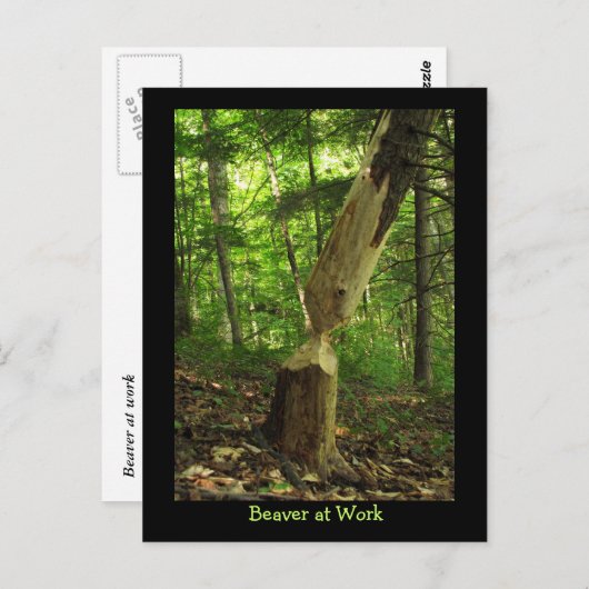 Beaver op het werk briefkaart (Voorkant / Achterkant)