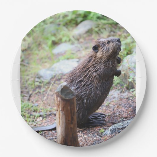 Beaver Papieren Bordje (Voorkant)
