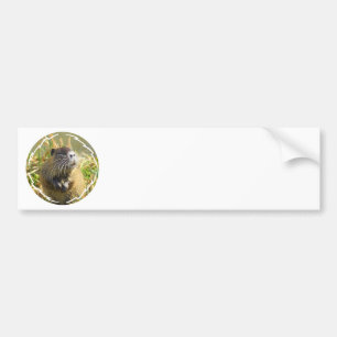 Beaver Photo Bumpersticker