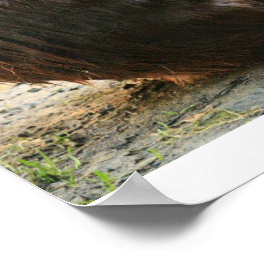 Beaver Sunset Poster (Hoek)