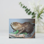 Beaver weergeven briefkaart (Staand voorkant)