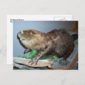 Beaver weergeven briefkaart (Voorkant / Achterkant)