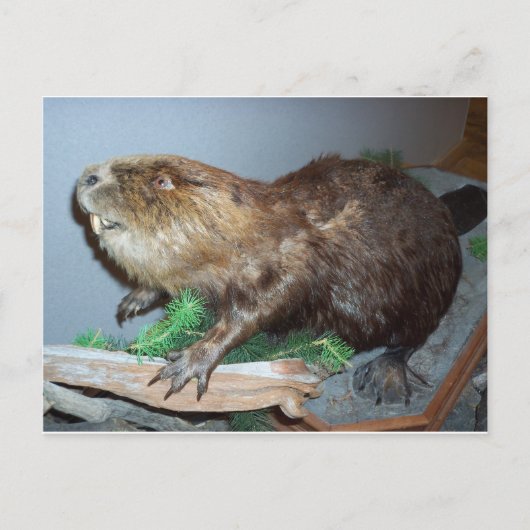 Beaver weergeven briefkaart (Voorkant)