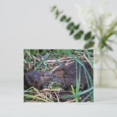 Beavers Kissfoto Briefkaart (Staand voorkant)
