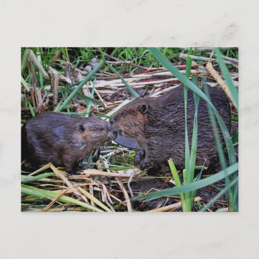Beavers Kissfoto Briefkaart (Voorkant)