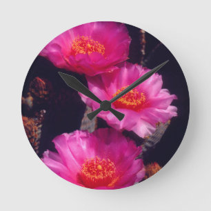 Beavertail Cactus Bloemen 2 Ronde Klok