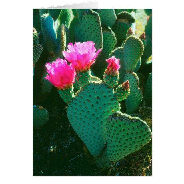 Beavertail Cactus Flowers (Voorkant)