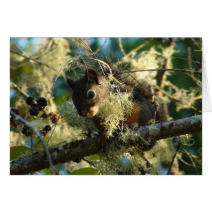 Bébé 2009 d'écureuil