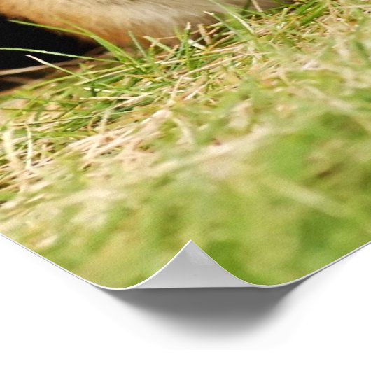 Bébé adorable Chipmunk avec Poster Daisy (Coin)