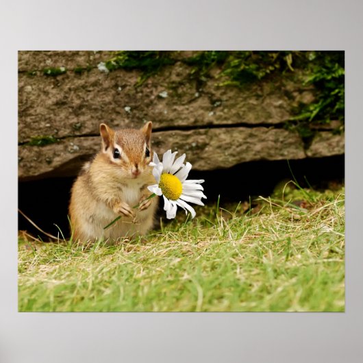 Bébé adorable Chipmunk avec Poster Daisy (Devant)