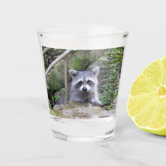 Bébé adorable Raccoon en verre de tir (Devant)