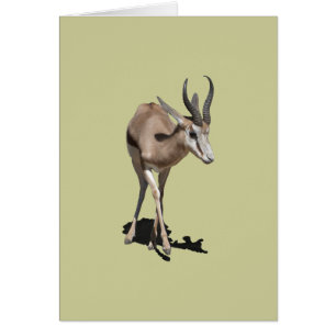 Bébé Antilope