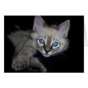 Bébé aux yeux bleus