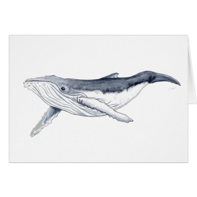 Bebe ballena yubarta (Voorkant Horizontaal)