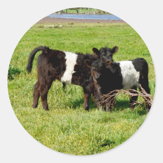 Bébé Belted Vaches Galloway, Stickers Rond (Devant)
