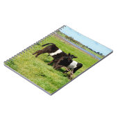 Bébé ceint Galloway Calves, Carnet (Côté gauche)