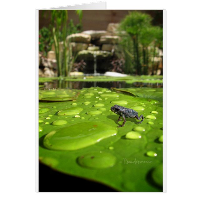 Bébé crapaud dans l'étang (Devant)