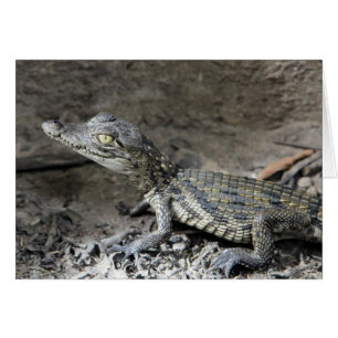 Bébé crocodile nain
