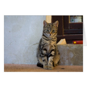 Bébé de chat de tigre adorable