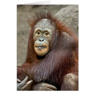 Bébé d'orang-outan