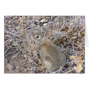 Bébé doux lapin