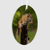 Bébé écureuil rouge (devant)