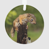 Bébé écureuil rouge (dos)