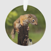 Bébé écureuil rouge (devant)