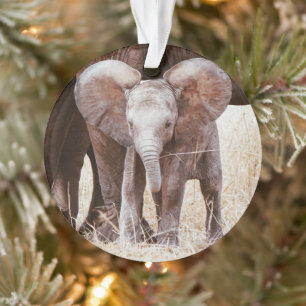 Bébé éléphant Mignon éléphant d'Afrique avec maman