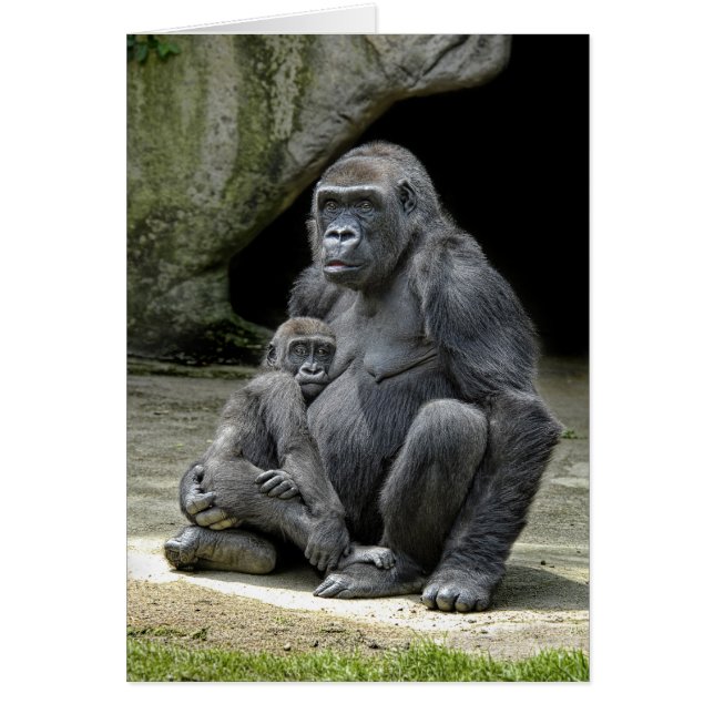 Bébé et maman de gorille (Devant)