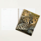 Bébé guépard câlinant sa mère (Devant avec enveloppe)