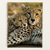 Bébé guépard câlinant sa mère (Devant)