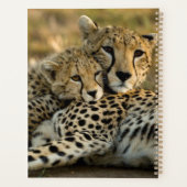 Bébé guépard câlinant sa mère (Dos)