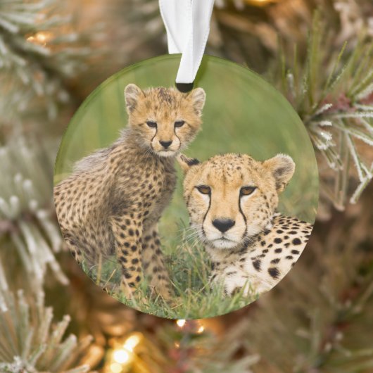 Bébé guépard et parent dans l'herbe (Arbre)