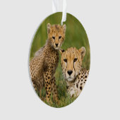 Bébé guépard et parent dans l'herbe (devant)