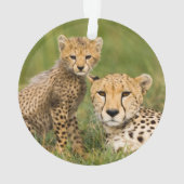 Bébé guépard et parent dans l'herbe (dos)