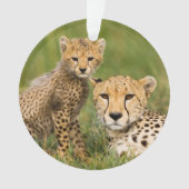 Bébé guépard et parent dans l'herbe (devant)