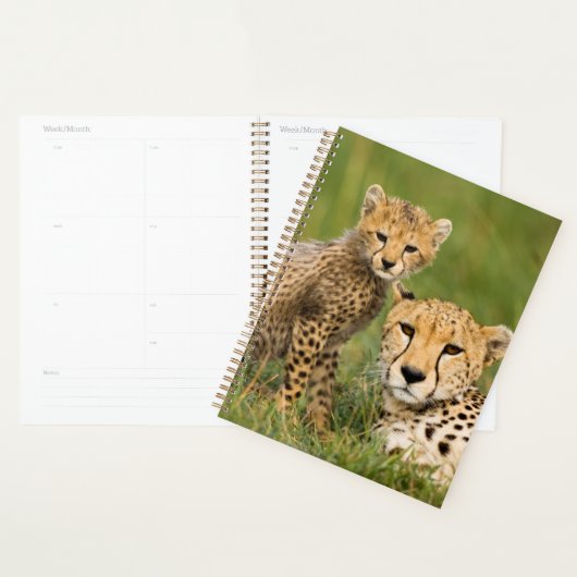 Bébé guépard et parent dans l'herbe (Devant avec enveloppe)