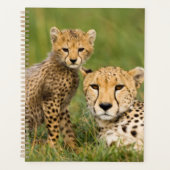 Bébé guépard et parent dans l'herbe (Devant)