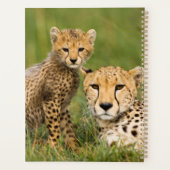 Bébé guépard et parent dans l'herbe (Dos)