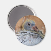 Bébé Homing Pigeon Magnet (Recto/Verso)